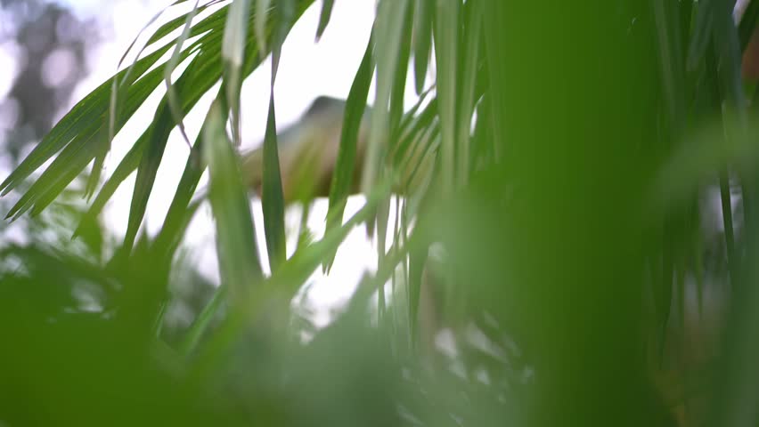 An unfocused view of the head of therizinosaurus, a predatory dinosaur, the strangest dinosaur since the very end of the Cretaceous period. High quality 4k footage