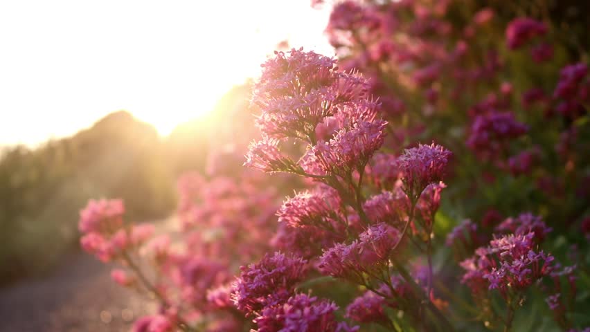 Dawn Morning Sun Flare Flowers Pink Bloom Blossom Flora Nature Garden Cinematic