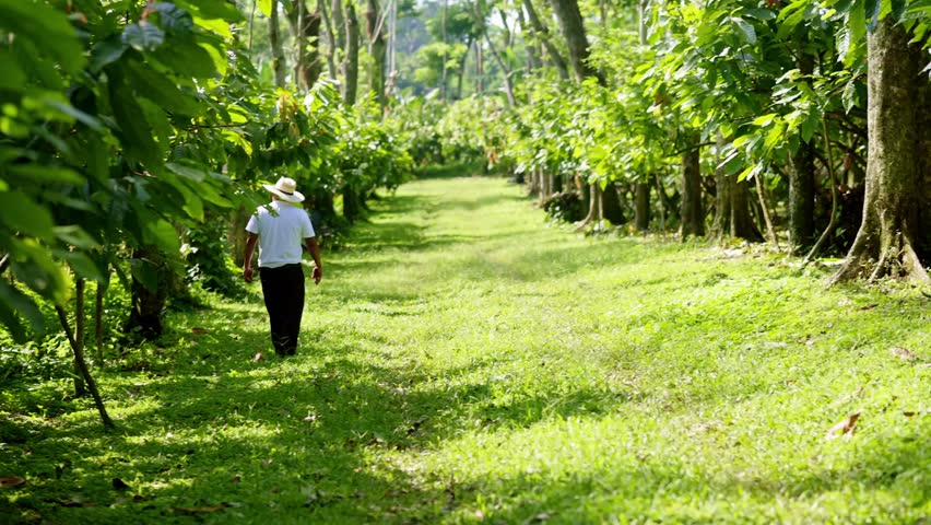 Farmer tours the cocoa plantation to evaluate the plants and their fruits.