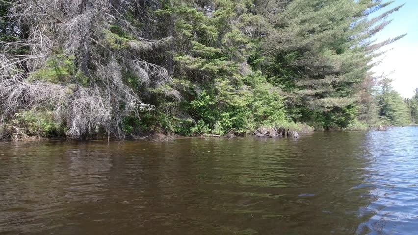 View of shoreline with trees from canoe in Algonquin Park Canada. POV