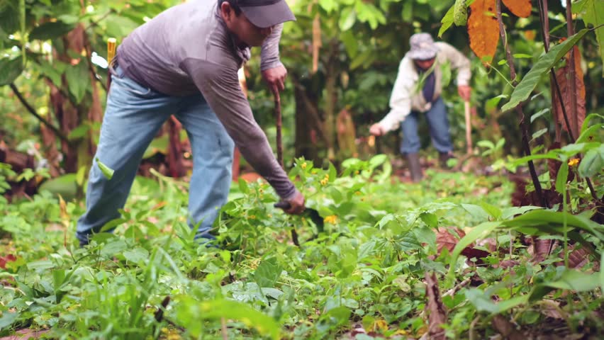 The farmer cleans the land where the planting work will begin with his machete.