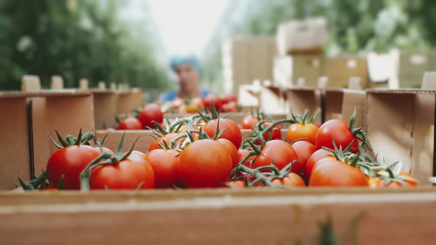 Greenhouse worker pushing a cart loaded with fresh tomato boxes inside a modern high tech greenhouse, showing sustainable vegetable production, harvest workflow and controlled environment farming.