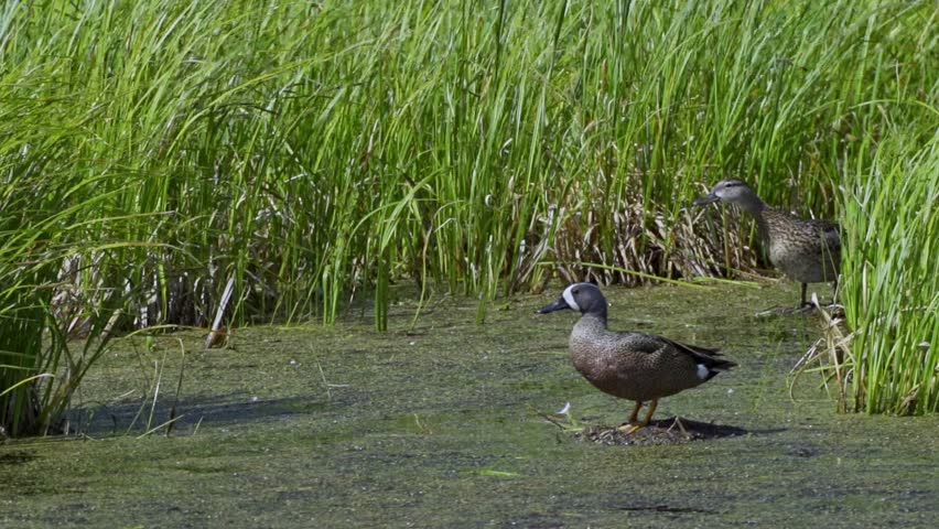 The Blue-winged Teal in the Lakes of Canada