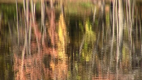 Autumn. Trees with yellowed leaves reflected in a pond