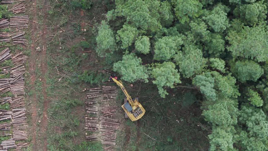 Overhead view of a tracked feller buncher working in an area of trees. Many cut trees can be seen stacked on the ground as it selects the next tree to be cut.