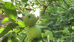Big green apples grow on a tree branch in the garden. Healthly food. Soft evening sun. Household farming, gardening, green leaves Close up. For video presentation, advertising. Background. Summer time