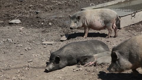 Pig farm
