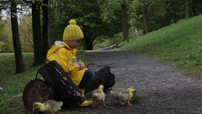 Cute little school child, playing with little gosling in the park on a rainy day	