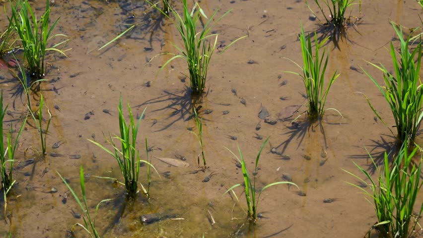 Close up scenery of rice fields with tadpoles swimming