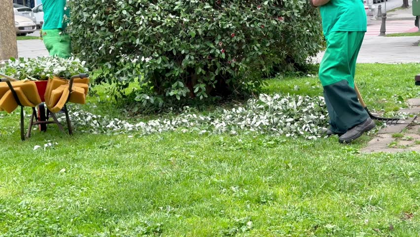 workers trim bushes in the garden