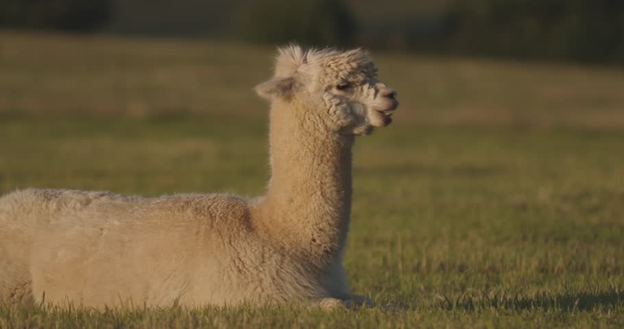 A slow-motion of an alpaca eating grass while lying on the field at sunset in the countryside
