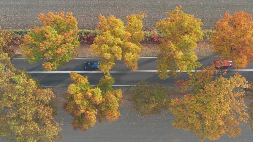 A drone view of a highway between autumn colored trees