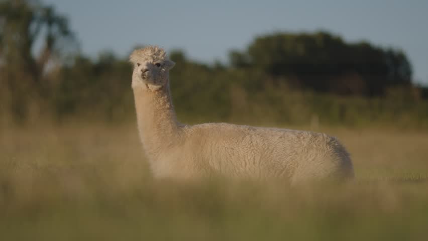An alpaca grazing in the field.