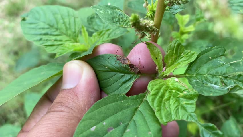 Coreid bugs mating. Cletus sp. Brown color