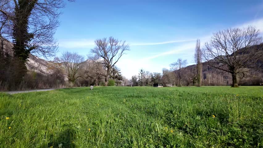 A white dog is running around biting the bait someone threw on a sunny morning in a green grassy park.