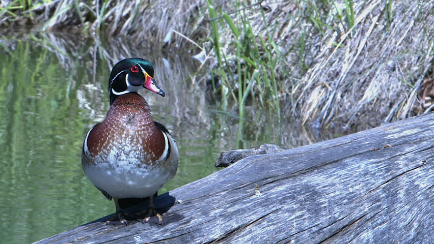 Close-up Wood Duck male with beautiful plumage on log in wetland pond