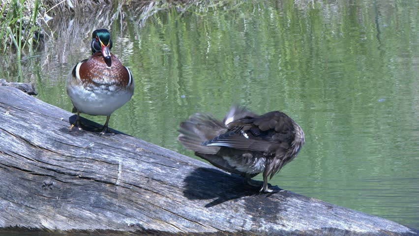 Beautiful mated pair of colourful Wood Ducks groom plumage on pond log