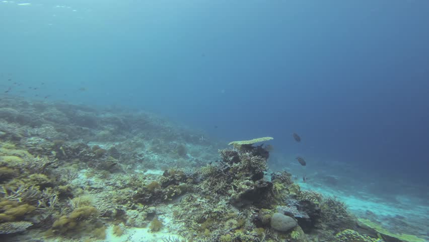A scrawled filefish (Alutera scripta) hides beneath an Acropora coral in Raja Ampat, Indonesia. The camera moves closer in a dolly shot, capturing the intricate details of the coral and the filefish.