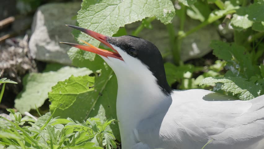 Close Up Portrait of Common Tern Panting in the Heat. Jenny Island, Maine, USA. Summer 2024.