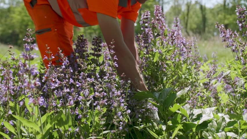 A professional male worker weeding grass in the field, closeup shot