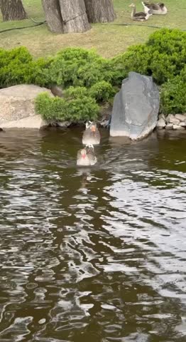 Two gray geese enter the water from the shore and swim alongside