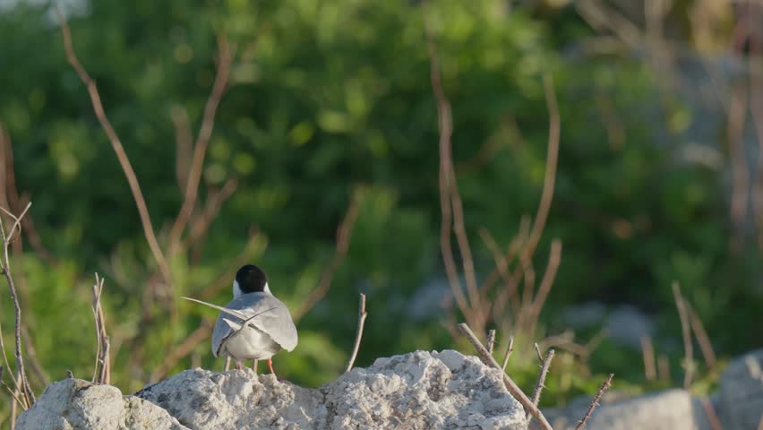 Common Tern Facing Away Takes Off into Vegetation. Jenny Island, Maine, USA. Summer 2024.