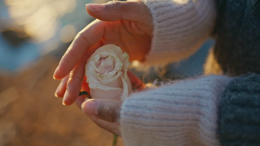 Sunset girl touching flower petals spending time at ocean coast closeup. Woman hands holding tender rose at evening beach. Unrecognizable autumn outfit lady enjoying moment at seashore romantic date
