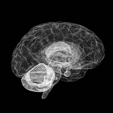 A 3D illustration animation in white outlines of a human brain rotating on a black background