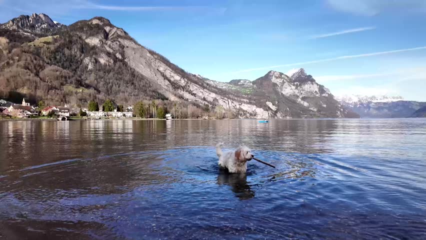 A charming white dog retrieves a wooden stick from the waters of Lake Walensee in Switzerland, with the majestic backdrop of the Alps. Concept of playful exploration and joyful moments.