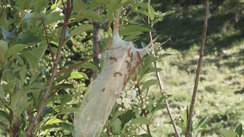 Tent Caterpillar on a plant