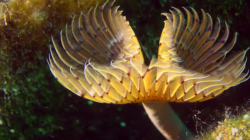 The polychaete Peacock worm (Sabella pavonina) extends from the tube and unfolds a corolla of brightly colored tentacles, close-up.