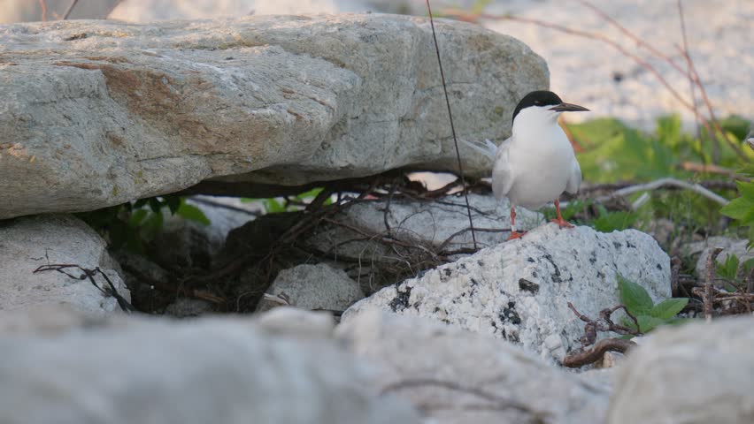 Roseate Tern Keeping Lookout Near Rock Cave Nest. Jenny Island, Maine, USA. Summer 2024.