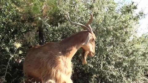 A goat grazing bushes