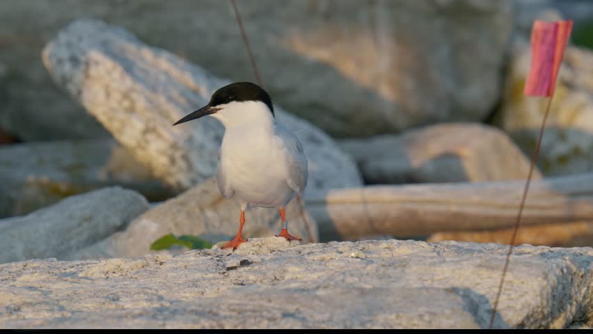 Roseate Tern on Rock Near Nest Flags with Leg Band. Jenny Island, Maine, USA. Summer 2024.