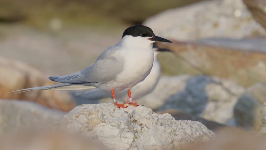 Roseate Tern With Leg Bands on Rock. Jenny Island, Maine, USA. Summer 2024.