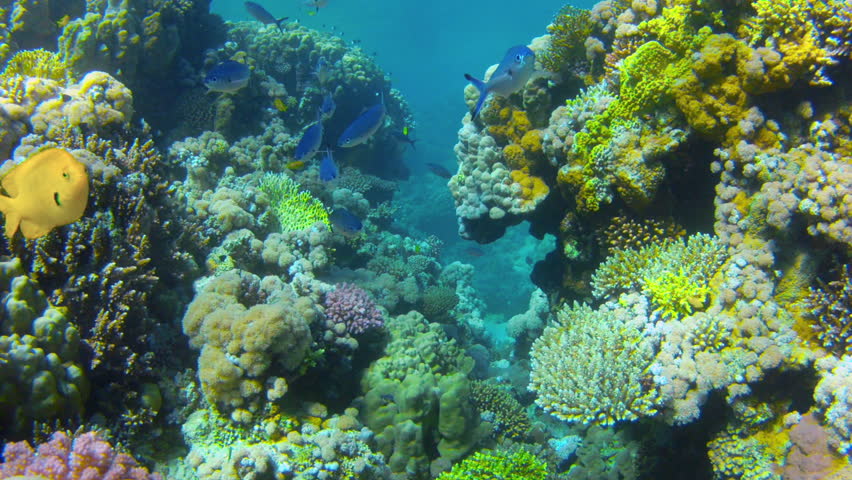 Coral and fish in the Red Sea.Egypt