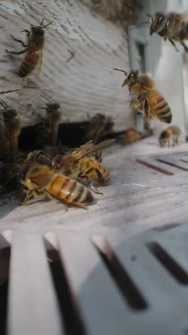 Vertical video. A swarm of bees at the hive entrance, one of them attacks the camera. Macro.