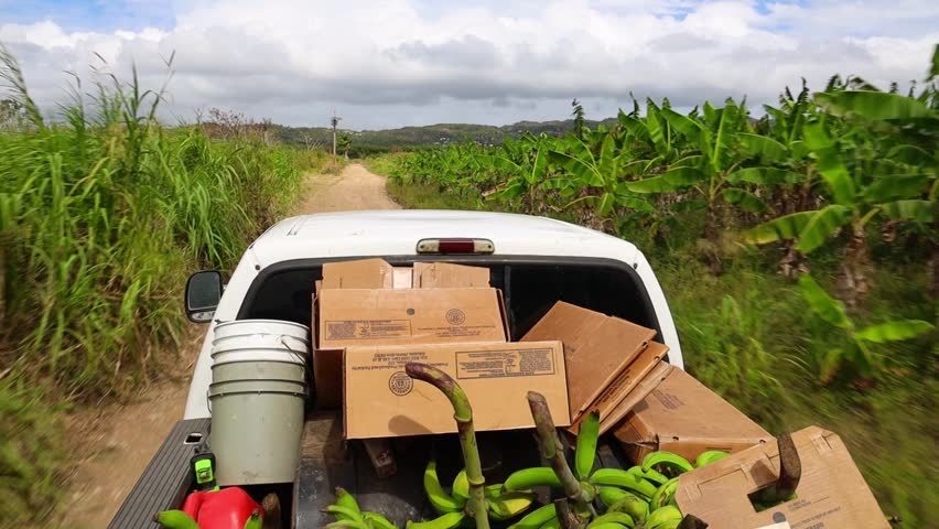 A Harvested Bananas pile with carton boxes and Buckets in the back of a truck driving on a sunny day in farmland