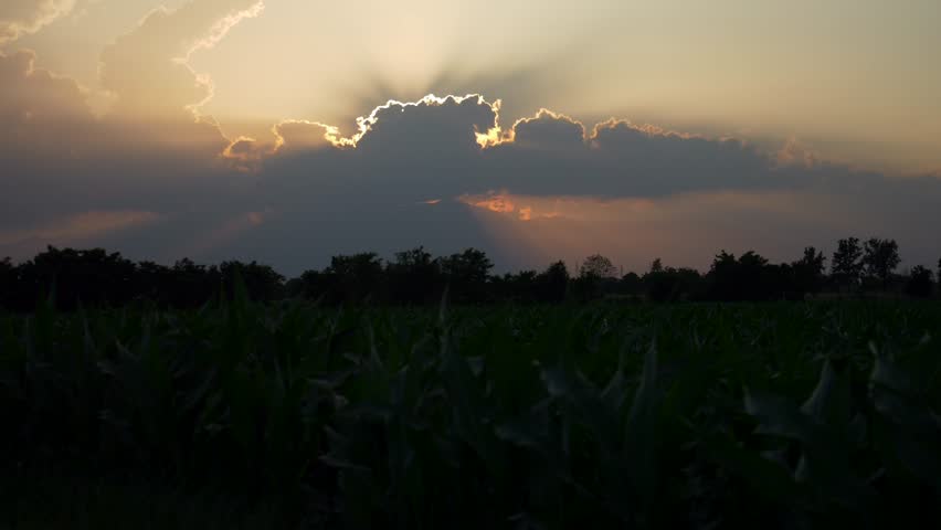 Beautiful sunset with sun rays coming out behind the clouds. Corn field silhouette. Slow motion 4K