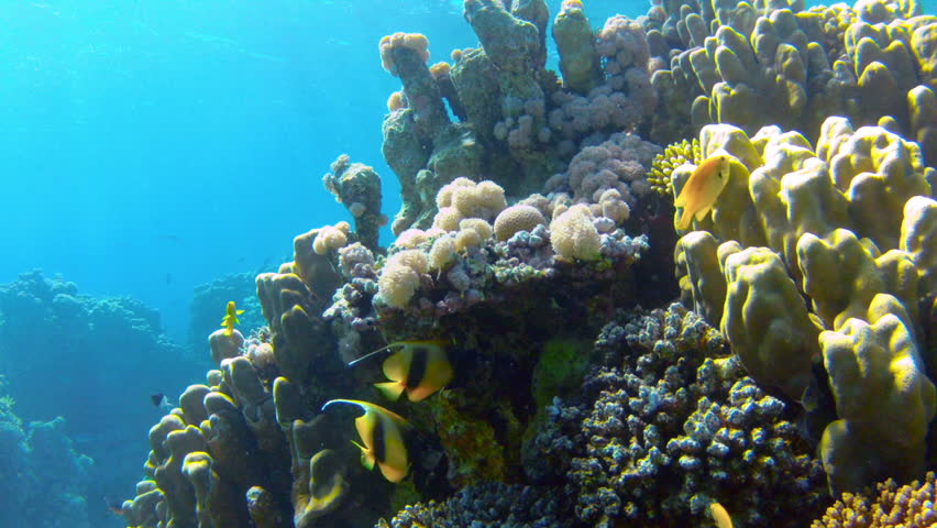 Coral and fish in the Red Sea.Egypt