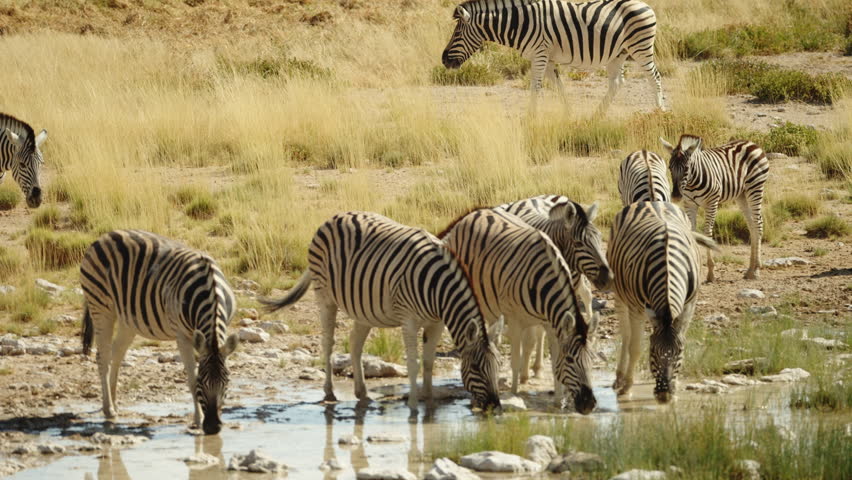 Close-up view of group of Zebras with a cute young foal drinking on river. Wild mammal animals of South Africa concept. Safari tourism. Wildlife of Tanzania. Migrating animals. Serengeti national park