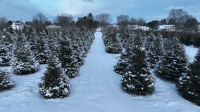 Aerial view of a snow-covered Christmas tree farm with a pathway between rows of frosted trees, captured in the USA. - Powered by Shutterstock - Get 15% off with code: PIKWIZARD15