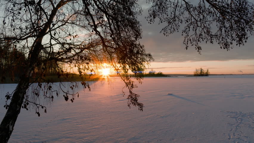 Hazel tree on side of frozen lake, sunset over snow covered lake, winter Sweden