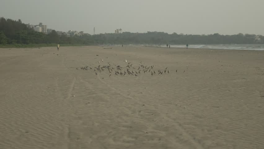 Flock of birds takes off from a deserted beach with distant buildings in the background