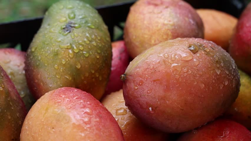 A closeup shot of the organic mangoes covered with water drops in plastic basket outdoor with blur background