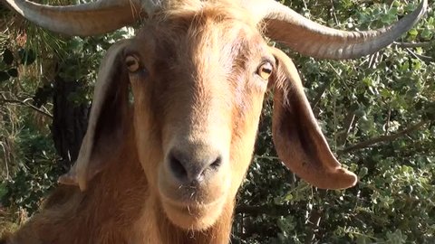 Portrait of a curious goat