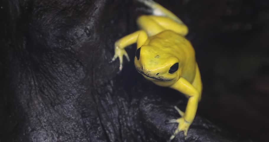 A golden poison frog Amphibian, also known as the golden dart frog or golden poison arrow frog, a poison dart frog endemic to the rainforests of Colombia.