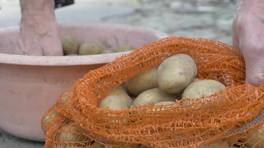 Senior woman hands pick harvested fresh raw organic yellow potatoes from bowl into net. Summer harvesting in country concept