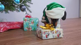 Cute dachshund dressed in elf costume engages in unpacking process of present box. Funny dog chews on paper packaging under Christmas tree - Powered by Shutterstock - Get 15% off with code: PIKWIZARD15