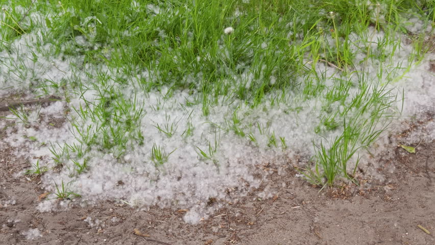 Poplar fluff covering green grass outdoors